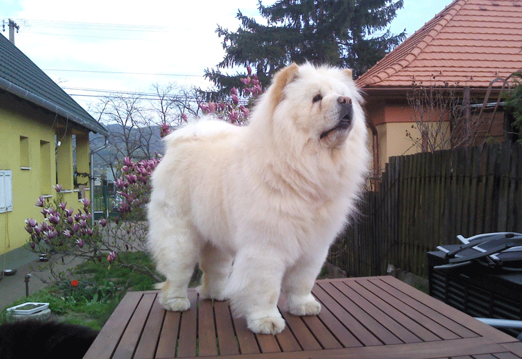 Nellie